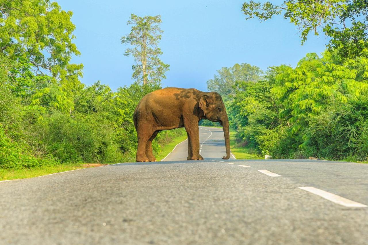 Hotel Oak Ray Wild Yala Tissamaharama Zewnętrze zdjęcie